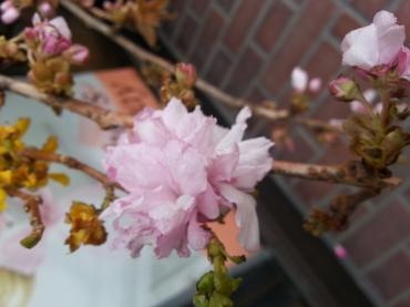 今日は・・・｜「フローリスト　ムラタ」　（北海道旭川市の花キューピット加盟店 花屋）のブログ